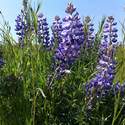 lots of Lupine