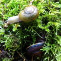 snails!