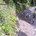 flowery trail