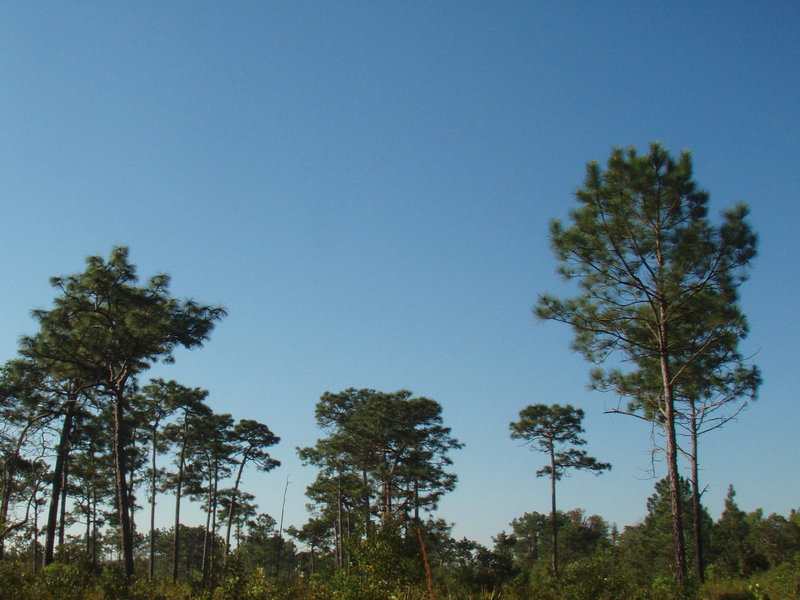 Longleaf pine canopy