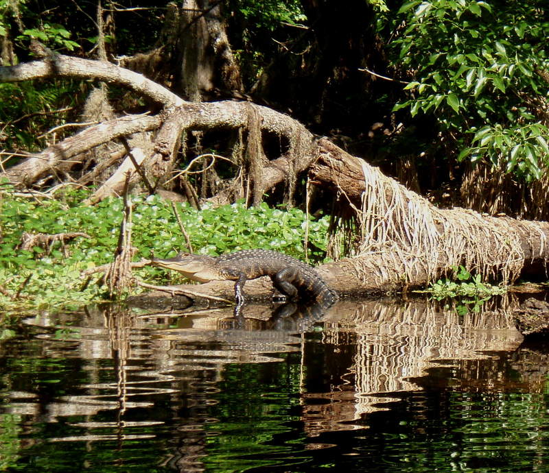 gator on the Hillsboro River