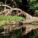 gator on the Hillsboro River