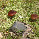 mushrooms along the rocky trail