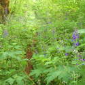 the name of this trail needs to be changed to the delphinium trail!