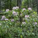 Lots of rhodies were out in bloom.