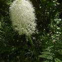 Also, lots of beargrass around 2500'.