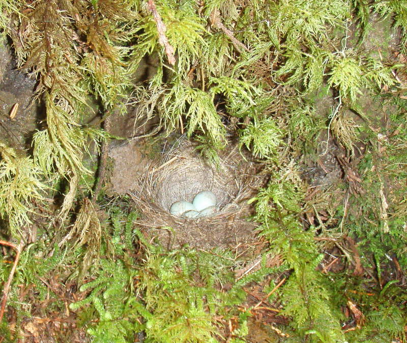 chickadee nest