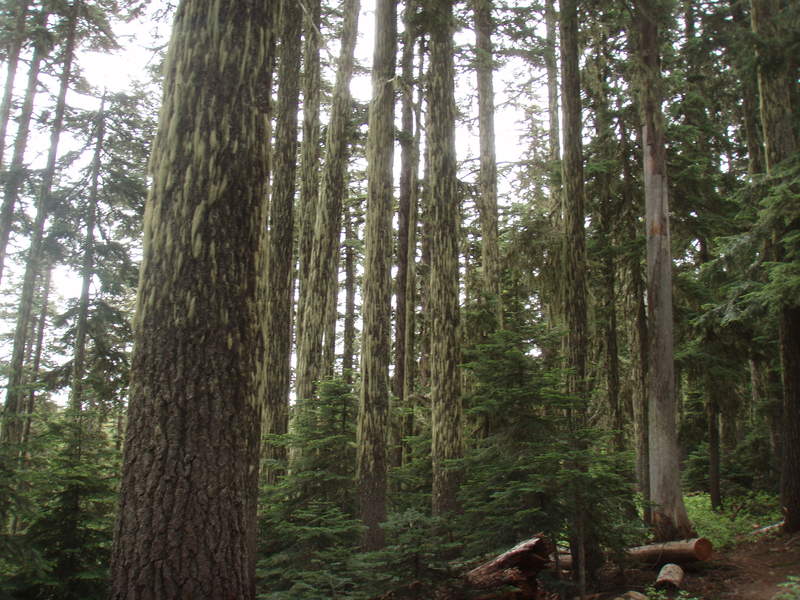 Pacific silver fir forest