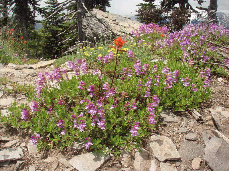 ridge top flowers