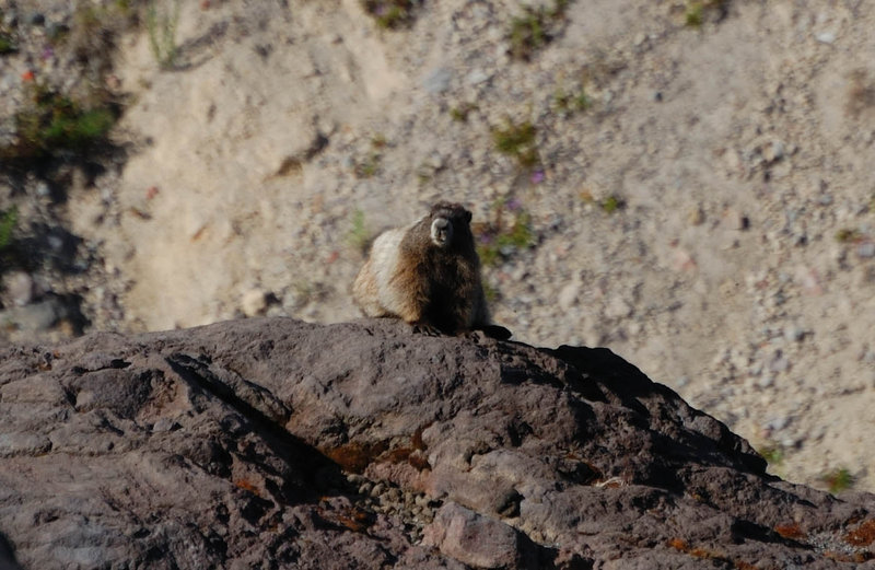 Saw about 4 marmots near Ape Canyon, and heard a few more