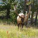Elk head-on