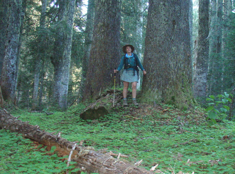 Old growth Noble firs and oxalis carpet
