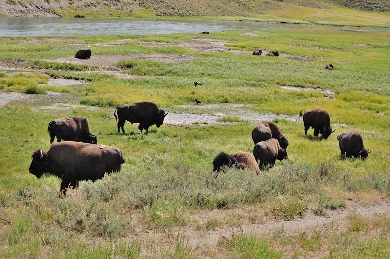Herds of bison as seen from the road