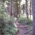Forested Trail