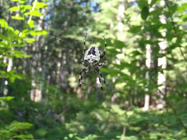 Name this spider and win a hike with Mayhem!