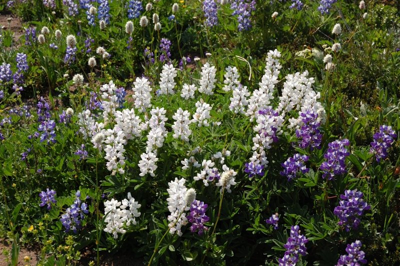 3 colors of lupine
