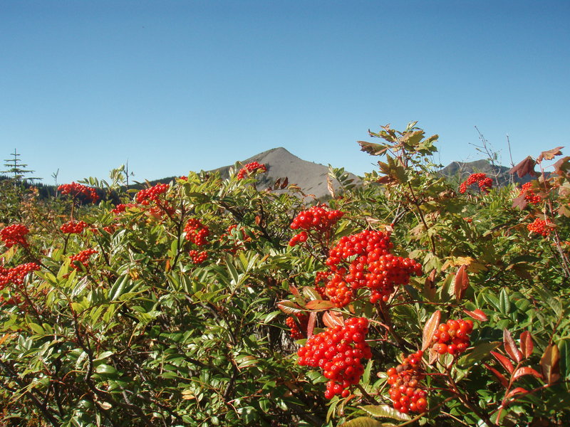 mountain ash and Little Baldy