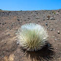The threatened Silversword plant.