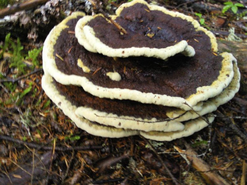 Stack of pancakes in the woods