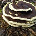 Stack of pancakes in the woods