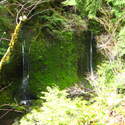 enchanted mossy drippy area