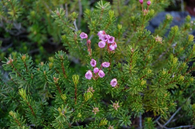 "Late" variety of heather