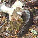 On Wyeth trail, slug found a Gene worthy 'shroom