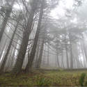 Surreal misty time. Heading down Nick Eaten Ridge trail, 447