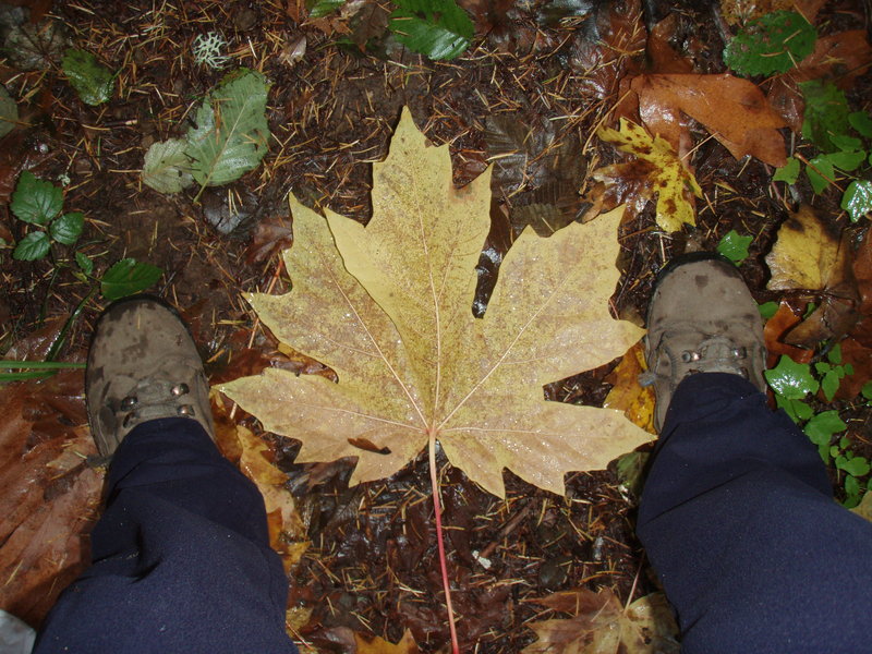 BIG leaf maple