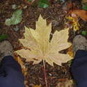 BIG leaf maple