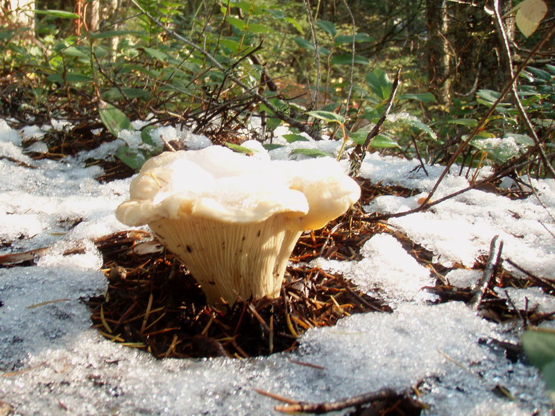 snowshroom