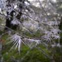 Crazy ice spikes in the trees. Hoarfrost?