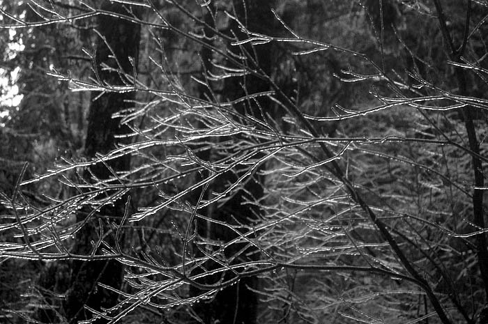 B&W ice on vine maples (the rain was freezing on branches, but the road and trails were OK)
