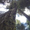 Big trees on the Hillockburn Trail