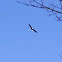 Saw a bald eagle near Russel viewpoint, but didn't have a zoom lens with me