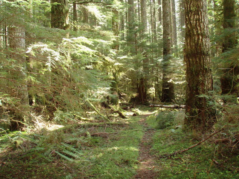 forest in Multnomah Basin