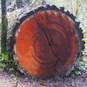 Old growth blow down