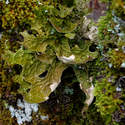 How many kinds of lichens here?
