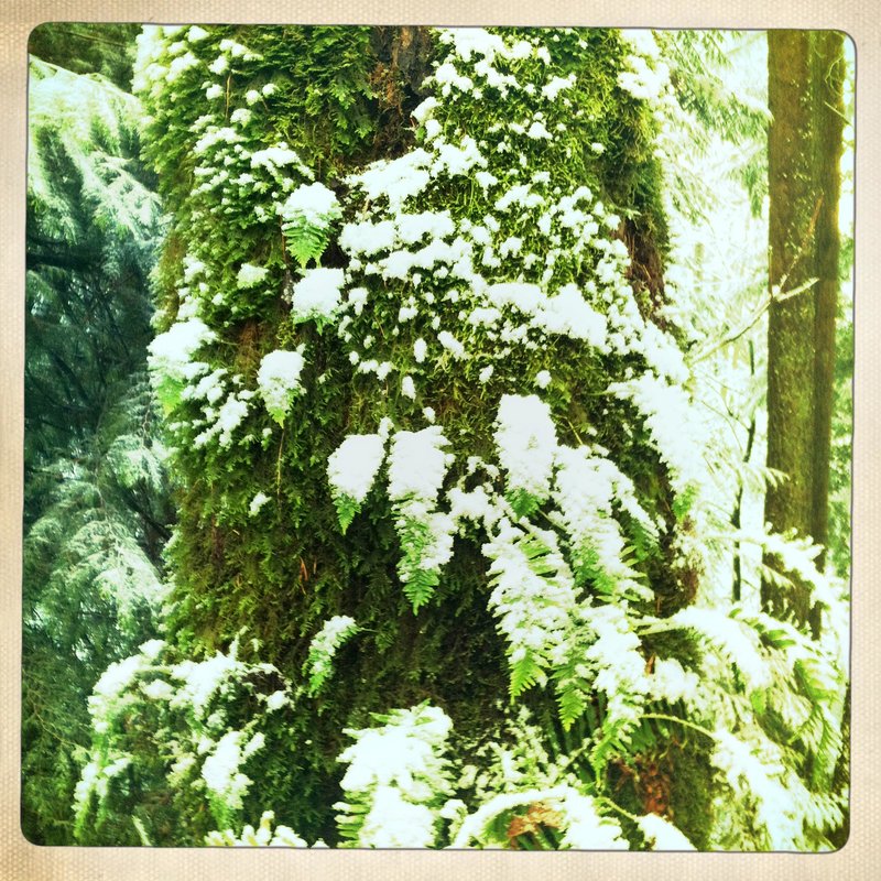 snowy fern and moss