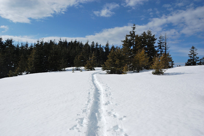 Snowshoe trail on summit plateau
