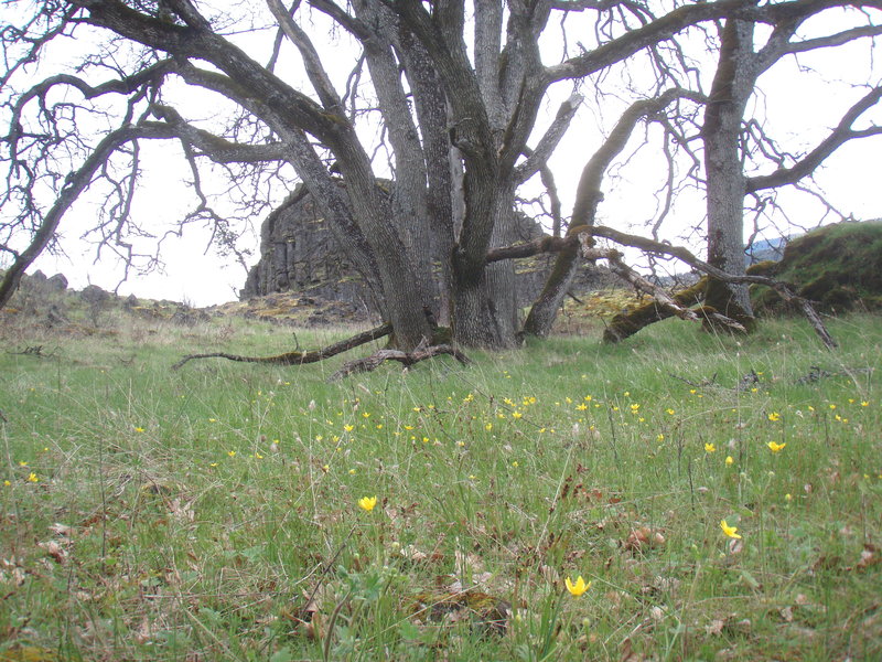 oak trees and buttercups