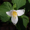 This is about the time for trilliums