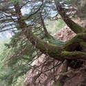 Scramble up Cedar Mtn - hiking along the edge