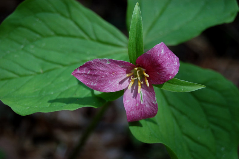 And different varieties of Trilliums