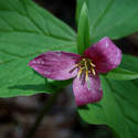 And different varieties of Trilliums