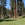 Beautiful pine grove at lower Belknap junction
