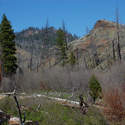 After the last creek crossing, you enter an area burned by 2000 fire