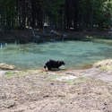 Pepper had fun at the little pond, while I filled water at the large stream for the 3-mile road section