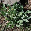 Balsamroot is only getting ready to bloom