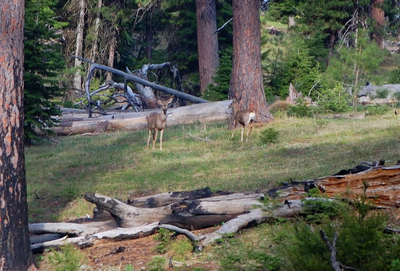 These two deer were very curious about us - they approached a camp 3 times, then turned around when noting us seeing them, only to repeat 5 minutes later